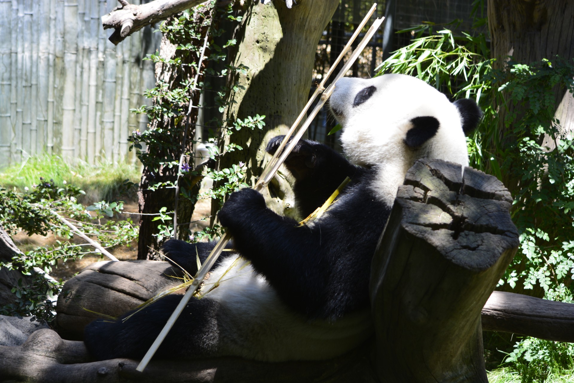 panda bear zoo free photo
