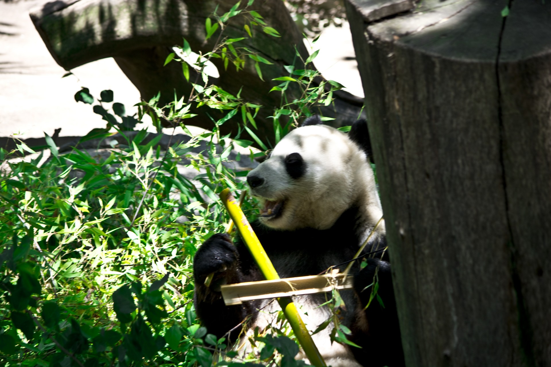 panda bear zoo free photo