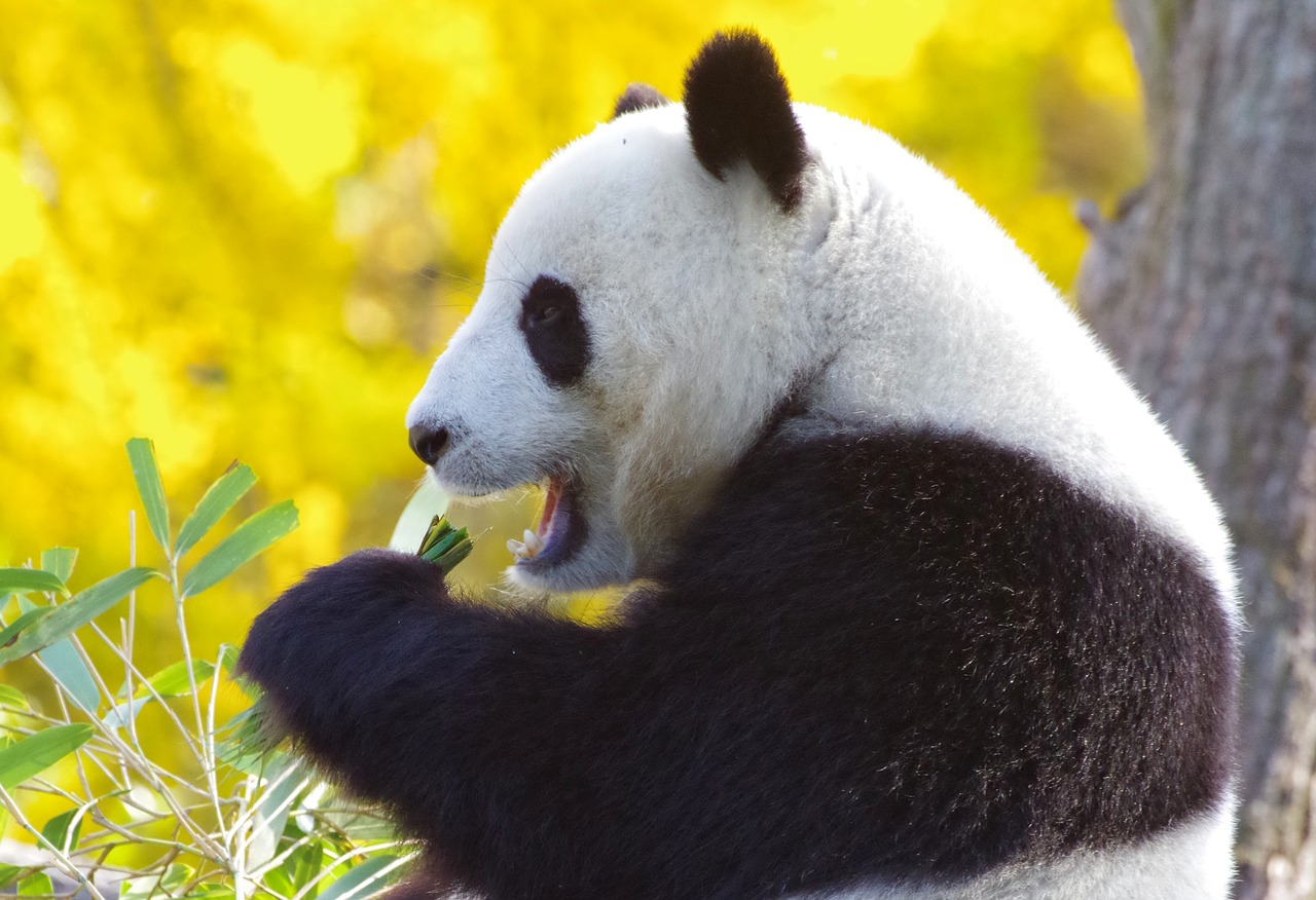 panda bear  china  endangered free photo