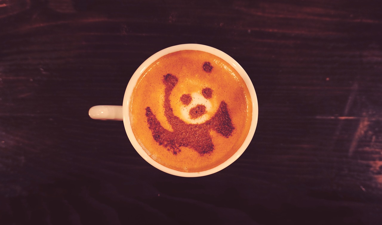 panda bear  coffee  panda free photo