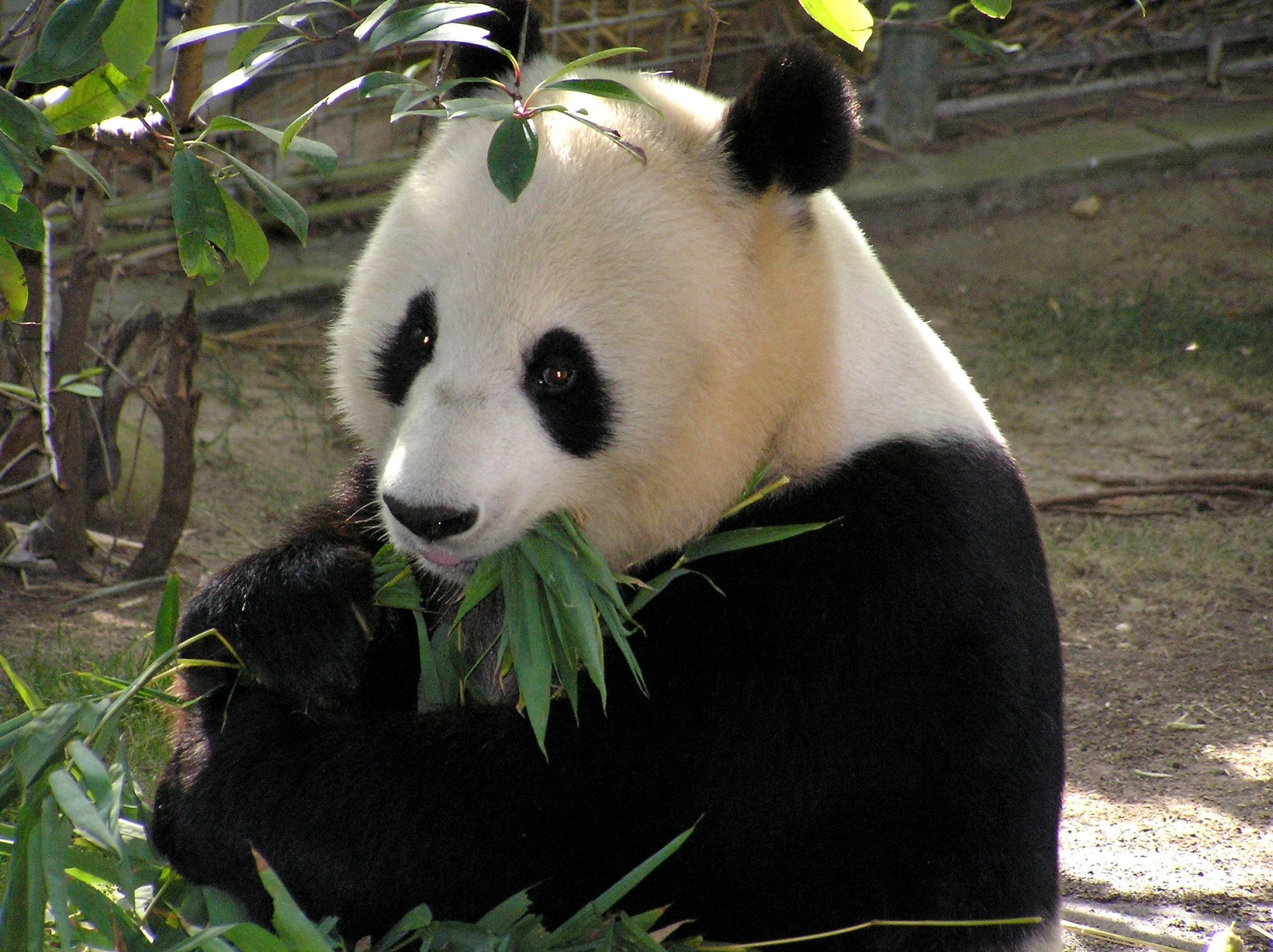 panda giant black white free photo