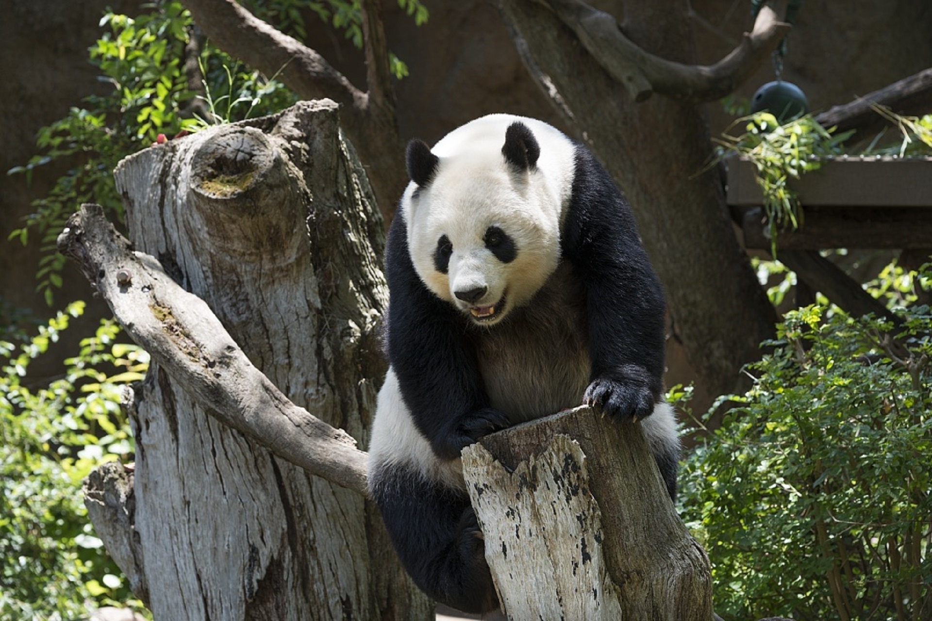 panda giant black white free photo