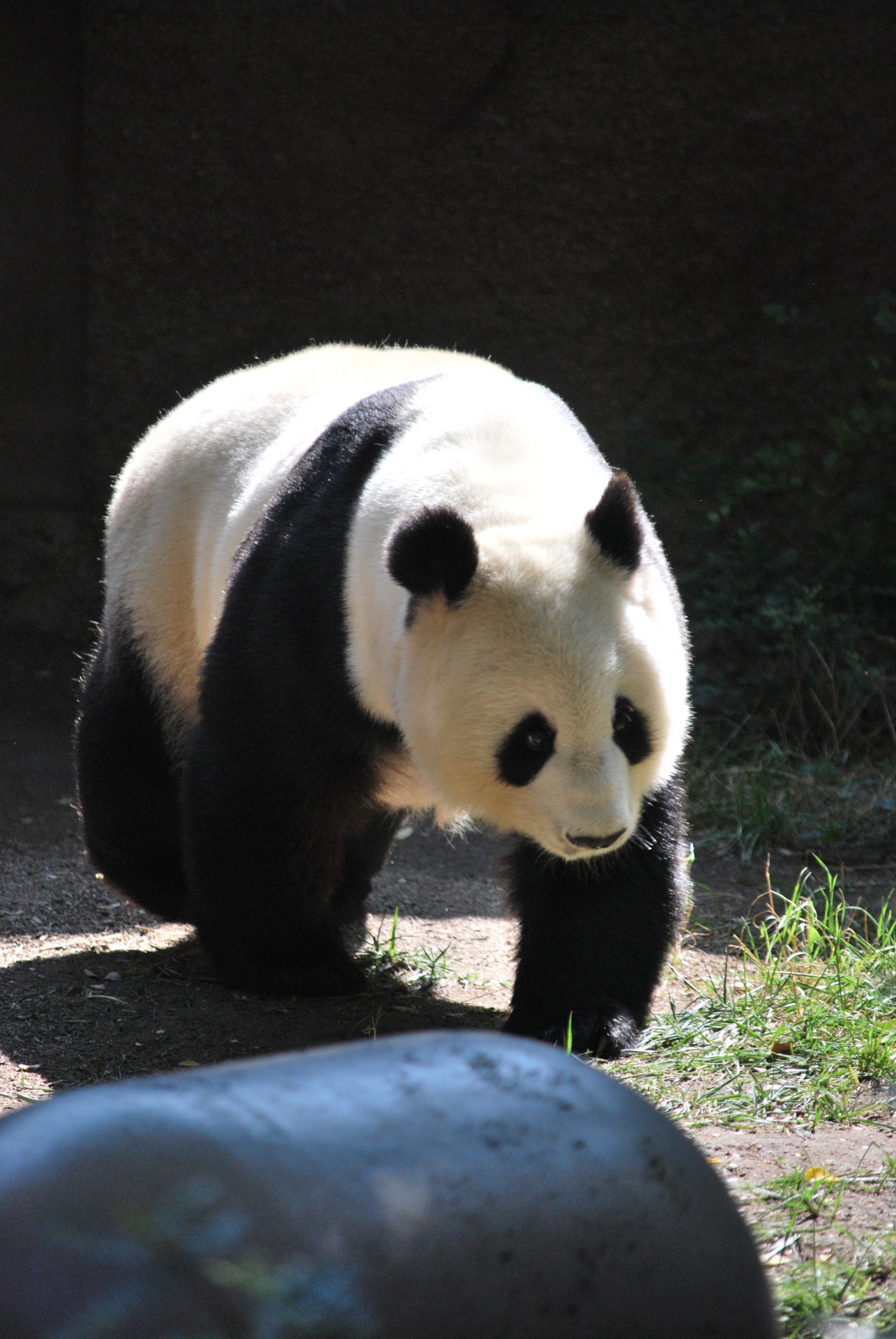 panda giant black white free photo