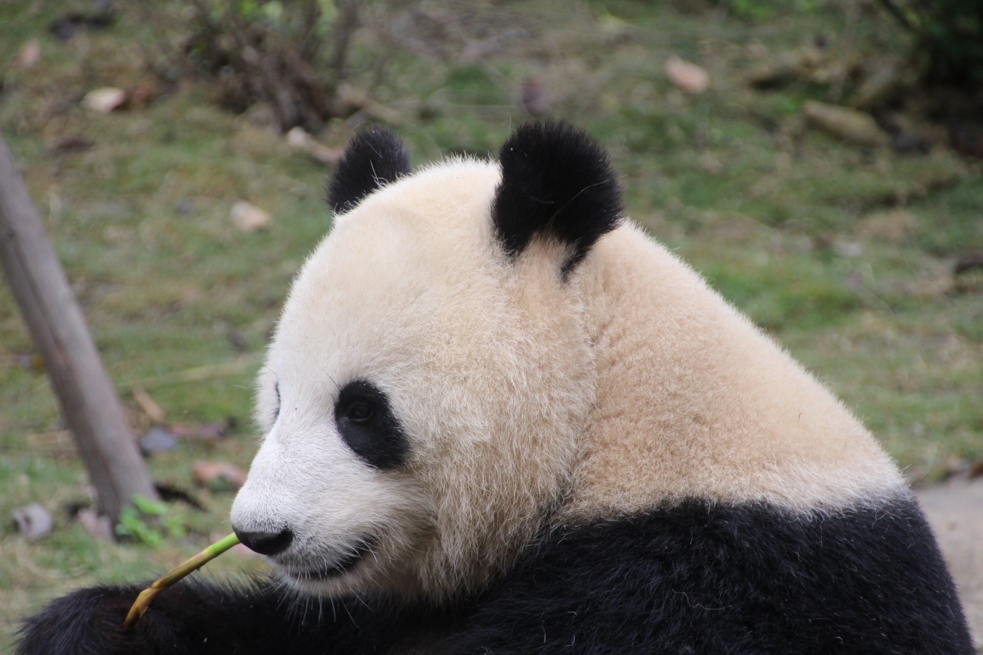 panda giant black white free photo