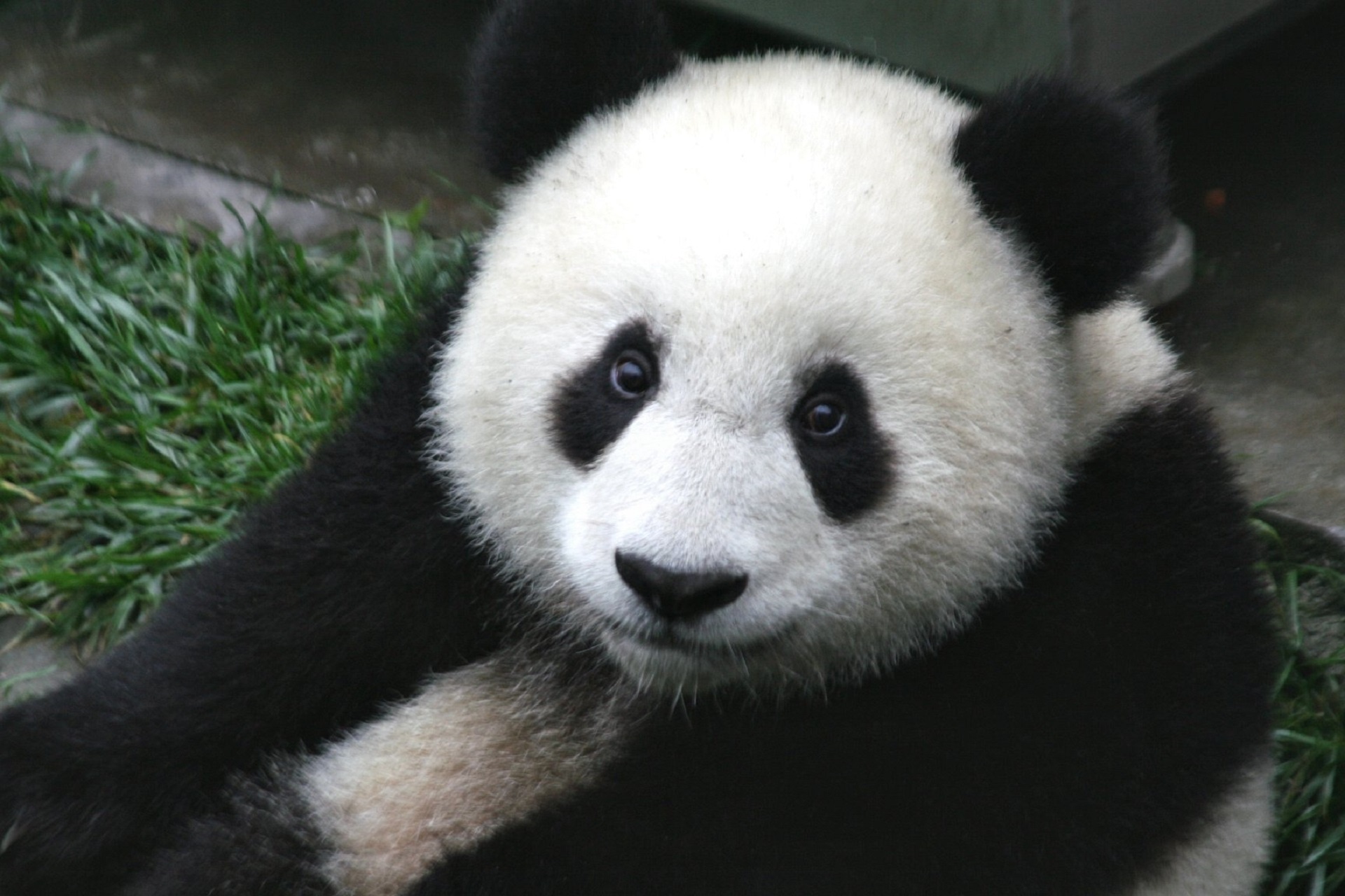 panda giant black white free photo