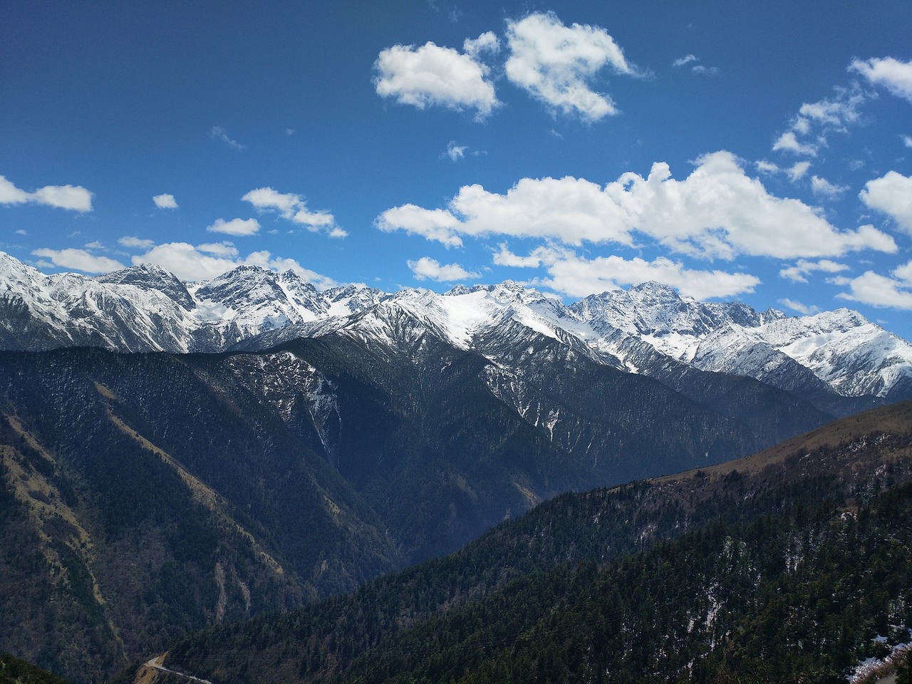 panda of britain pakistan lang mountain western sichuan free photo