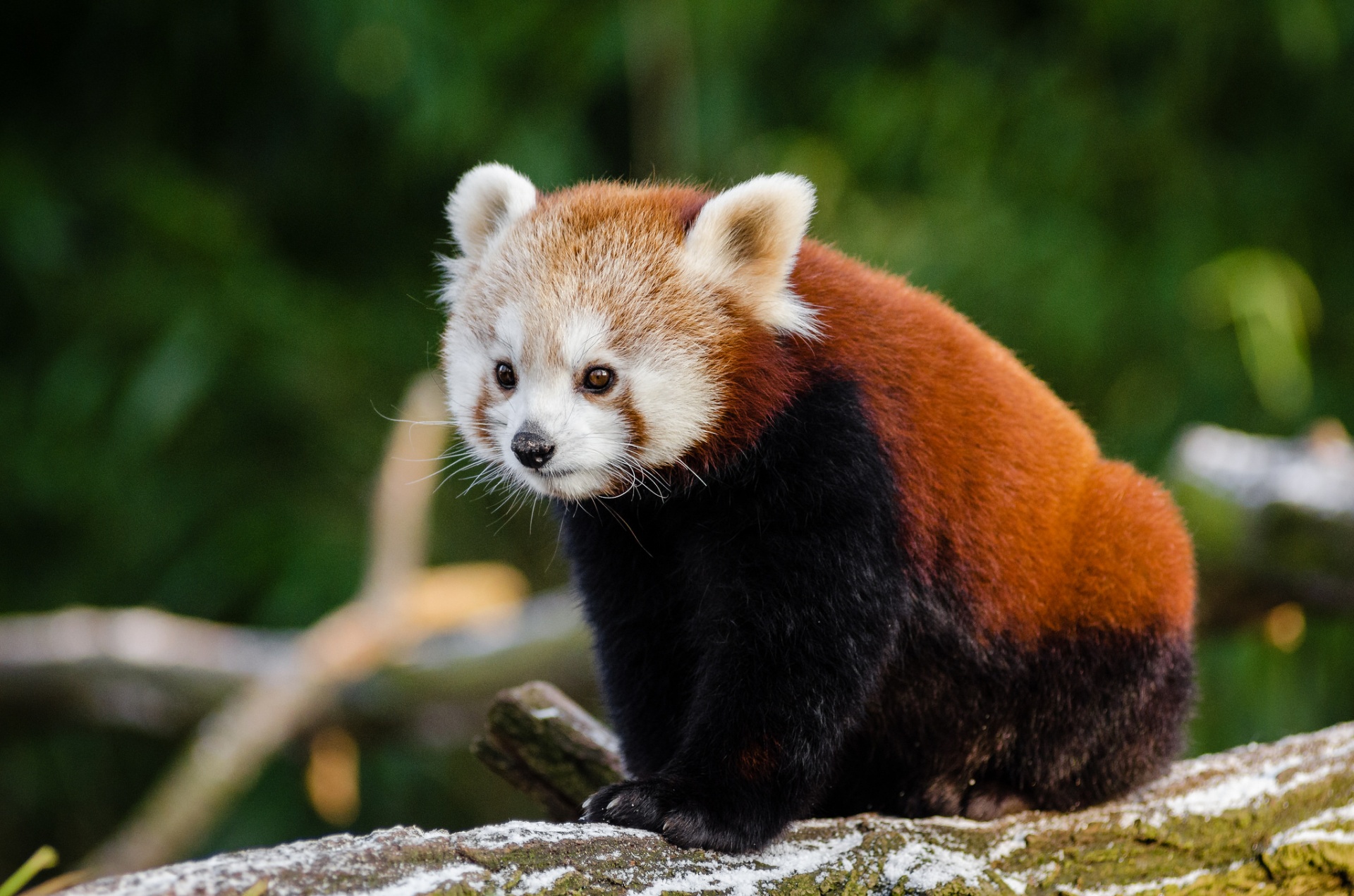 red panda baby free photo