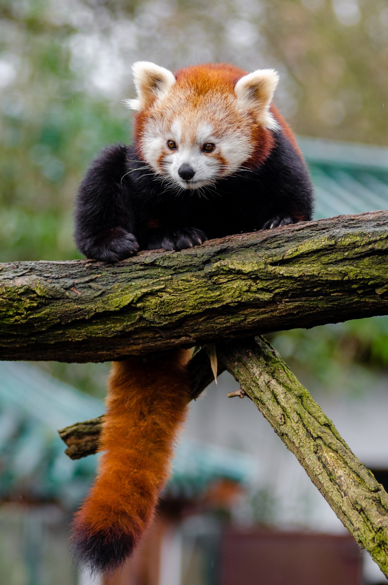panda red small free photo