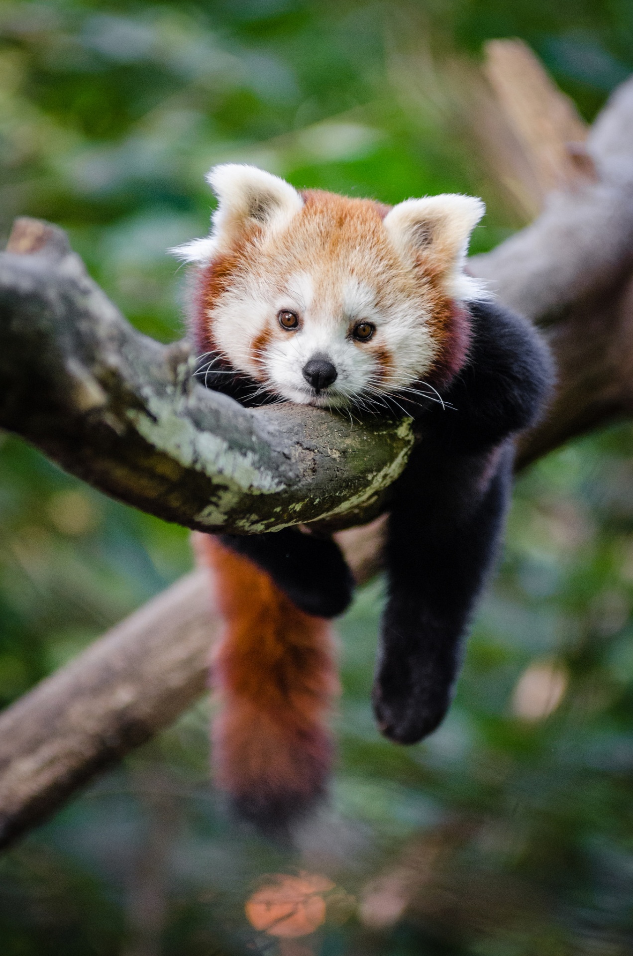 red panda baby free photo