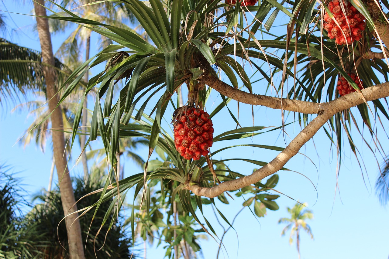 pandan  thailand  natura free photo