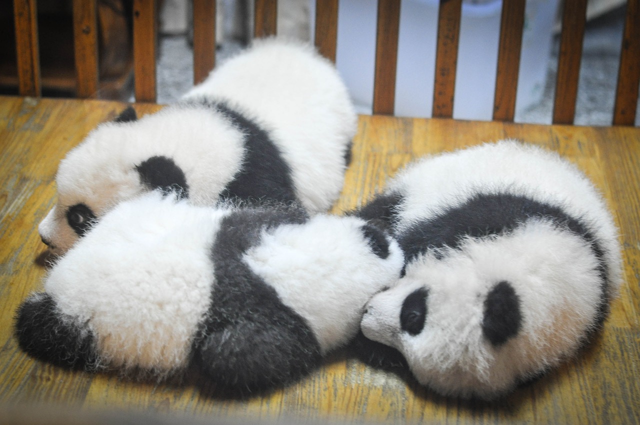 pandas panda bears animals free photo
