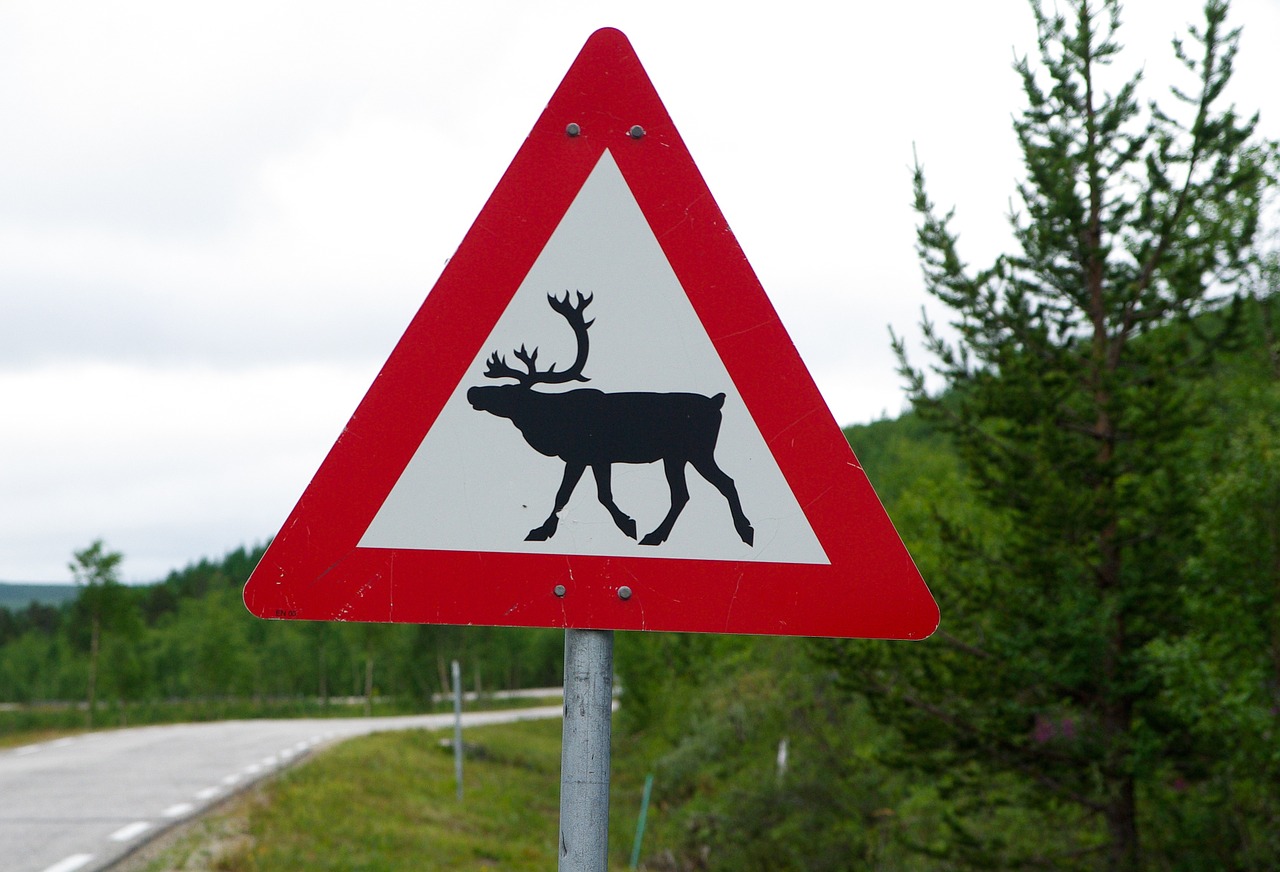 panel reindeer danger free photo