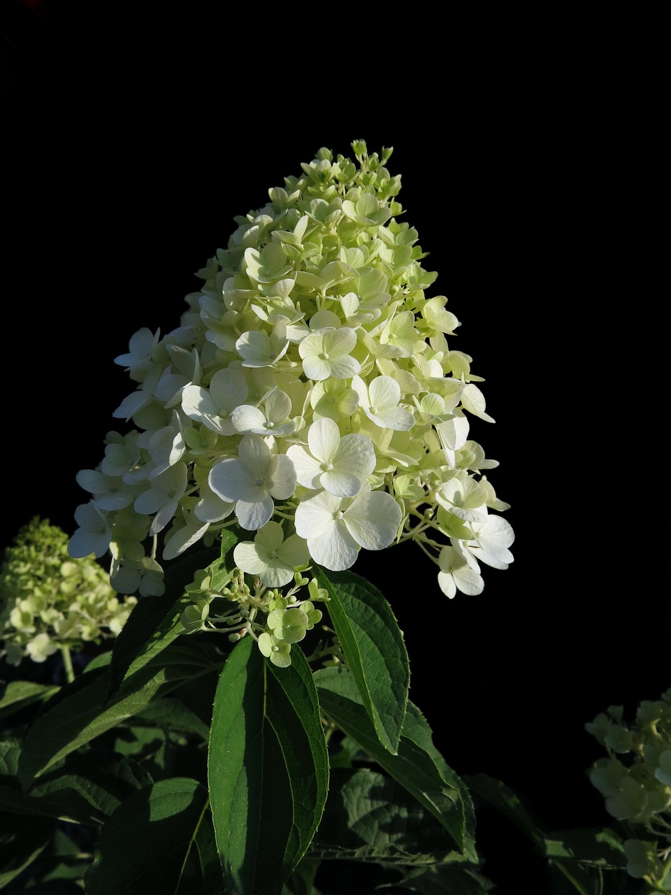 panicle hydrangea  cream-white panicles  hydrangea paniculata free photo