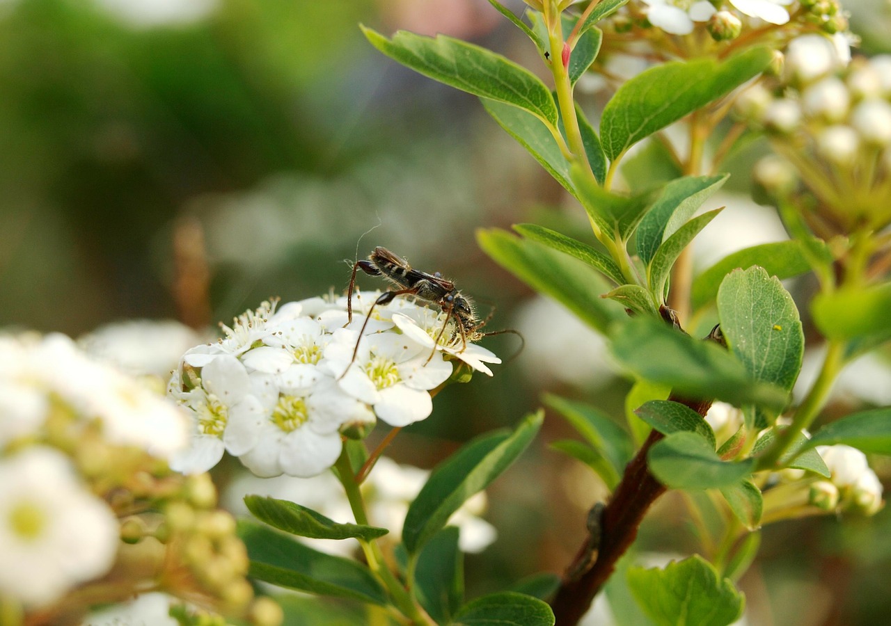 panicle shrub panicle bush free photo