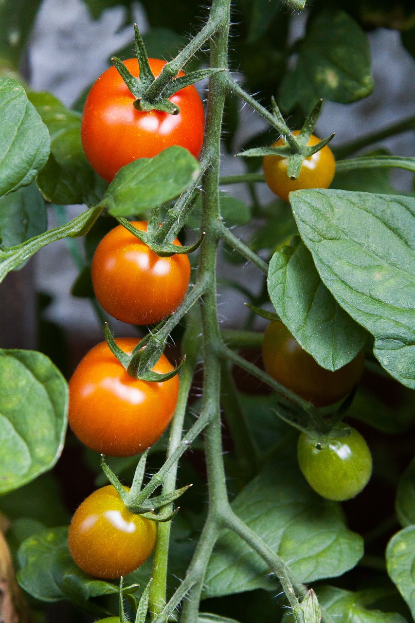 panicle tomato cocktail tomato tomato free photo