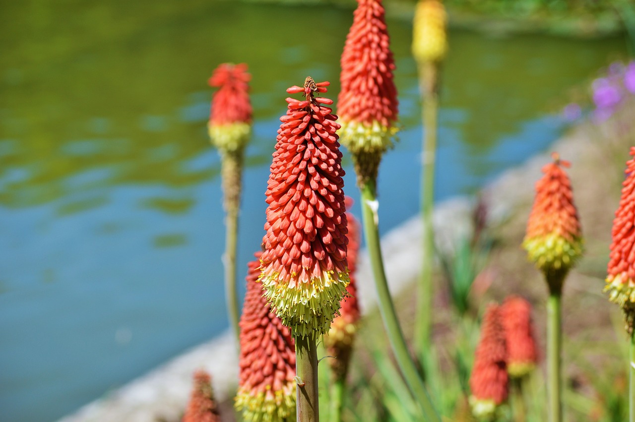 panicles-montbretie flower plant free photo