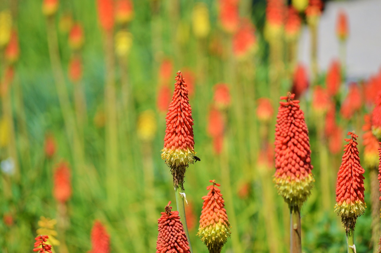 panicles-montbretie flower plant free photo