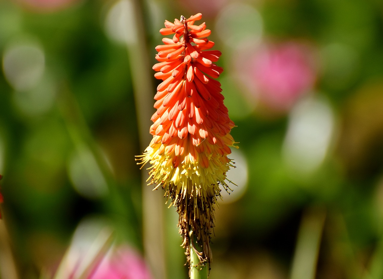 panicles-montbretie flower red free photo