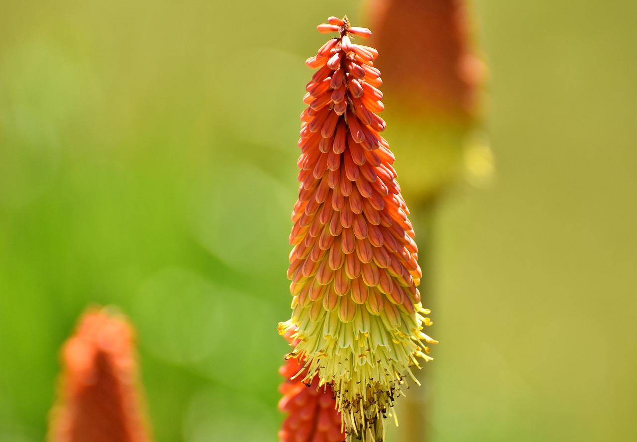 panicles-montbretie flower red free photo