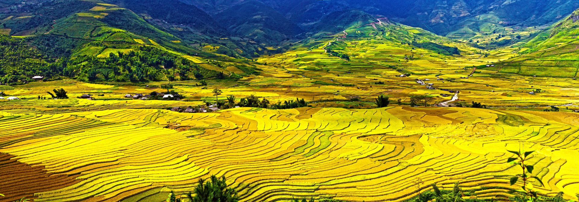 panorama terraced fields tú lệ valley free photo