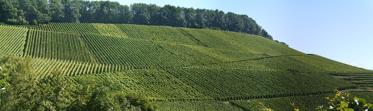 panorama vineyards south-facing slope free photo