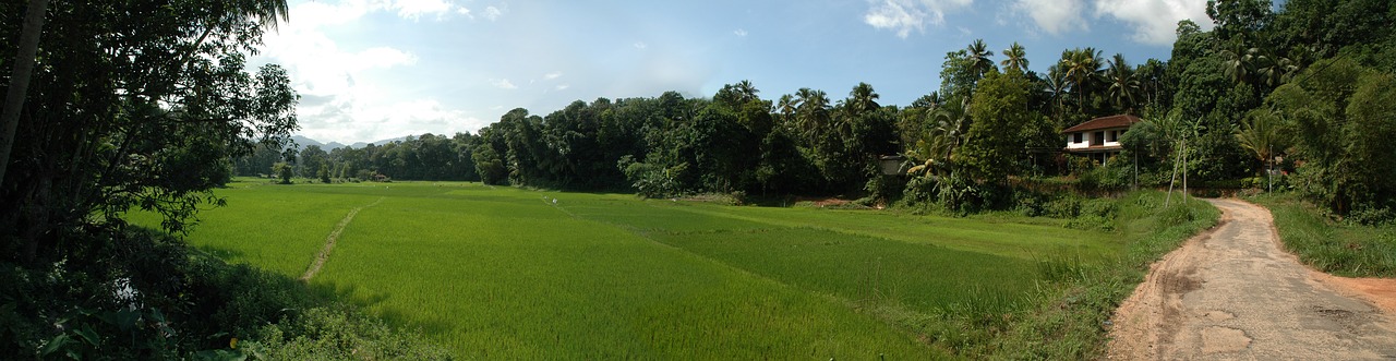 panorama sri lanka rice free photo