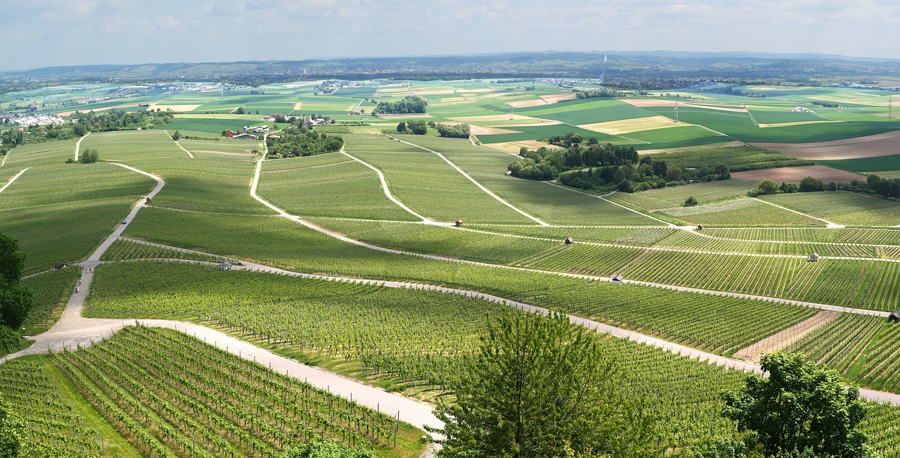 panorama vineyards vines free photo