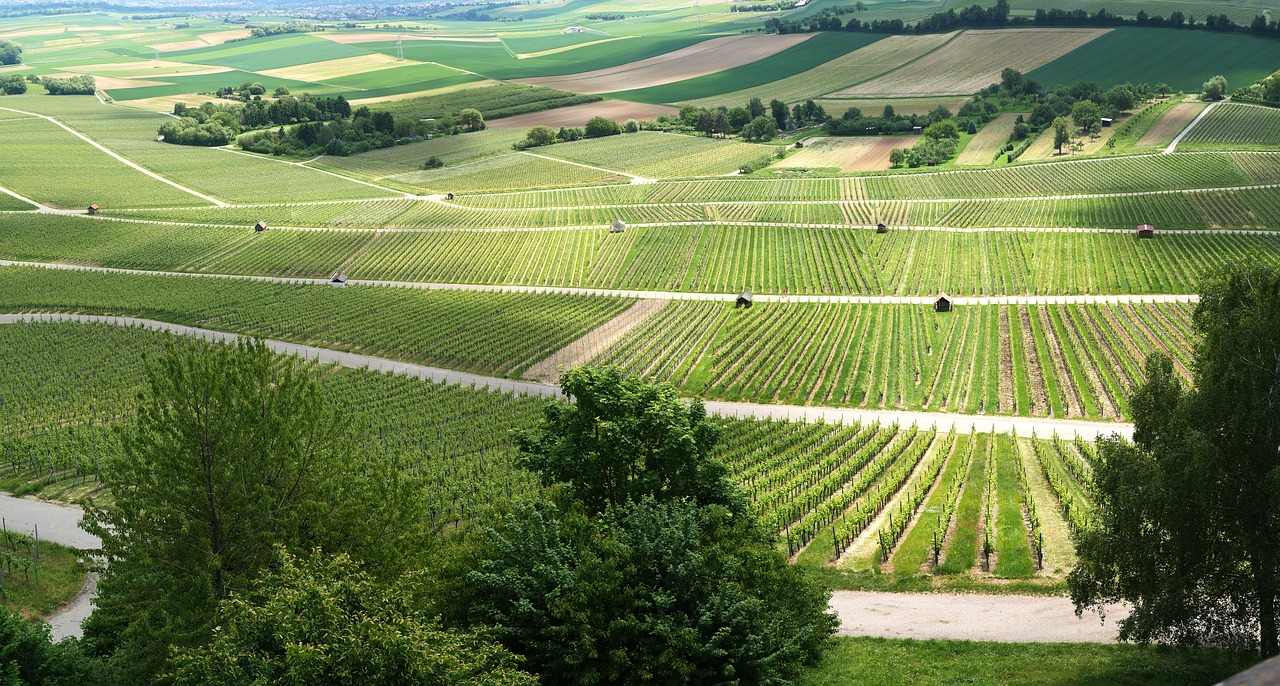 panorama vineyards vines free photo