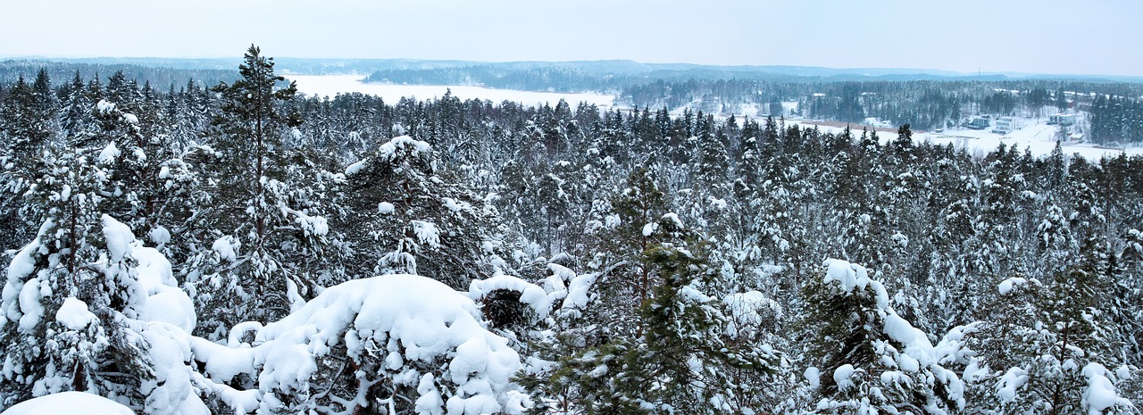 panorama winter forest free photo