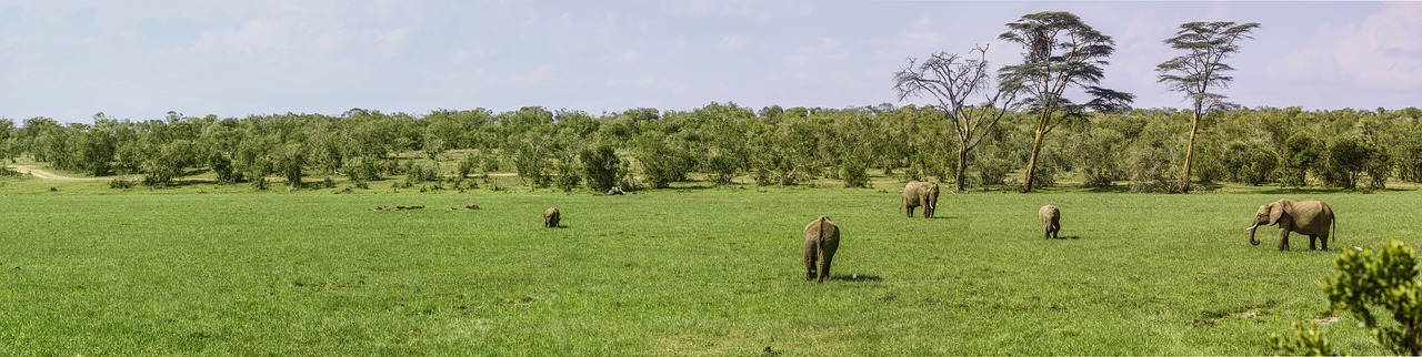 panorama elephant buffalo free photo
