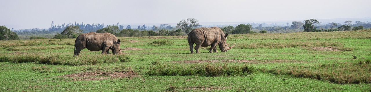 panorama rhino pair free photo