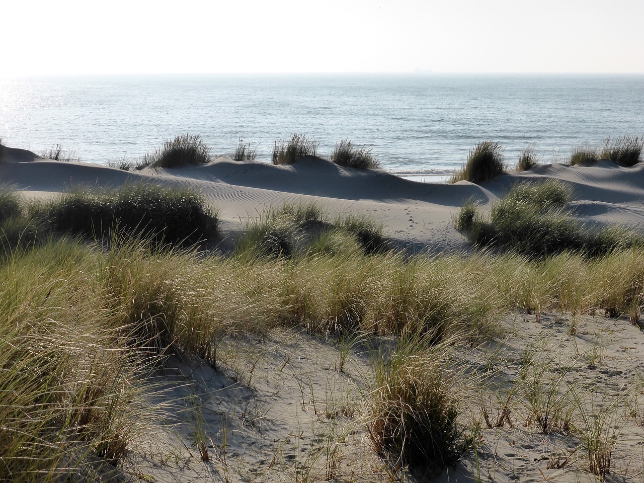 panorama dunes marram grass free photo