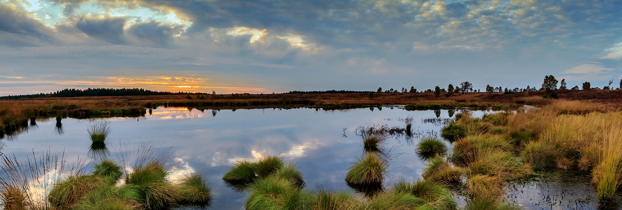 panorama moor swamp free photo