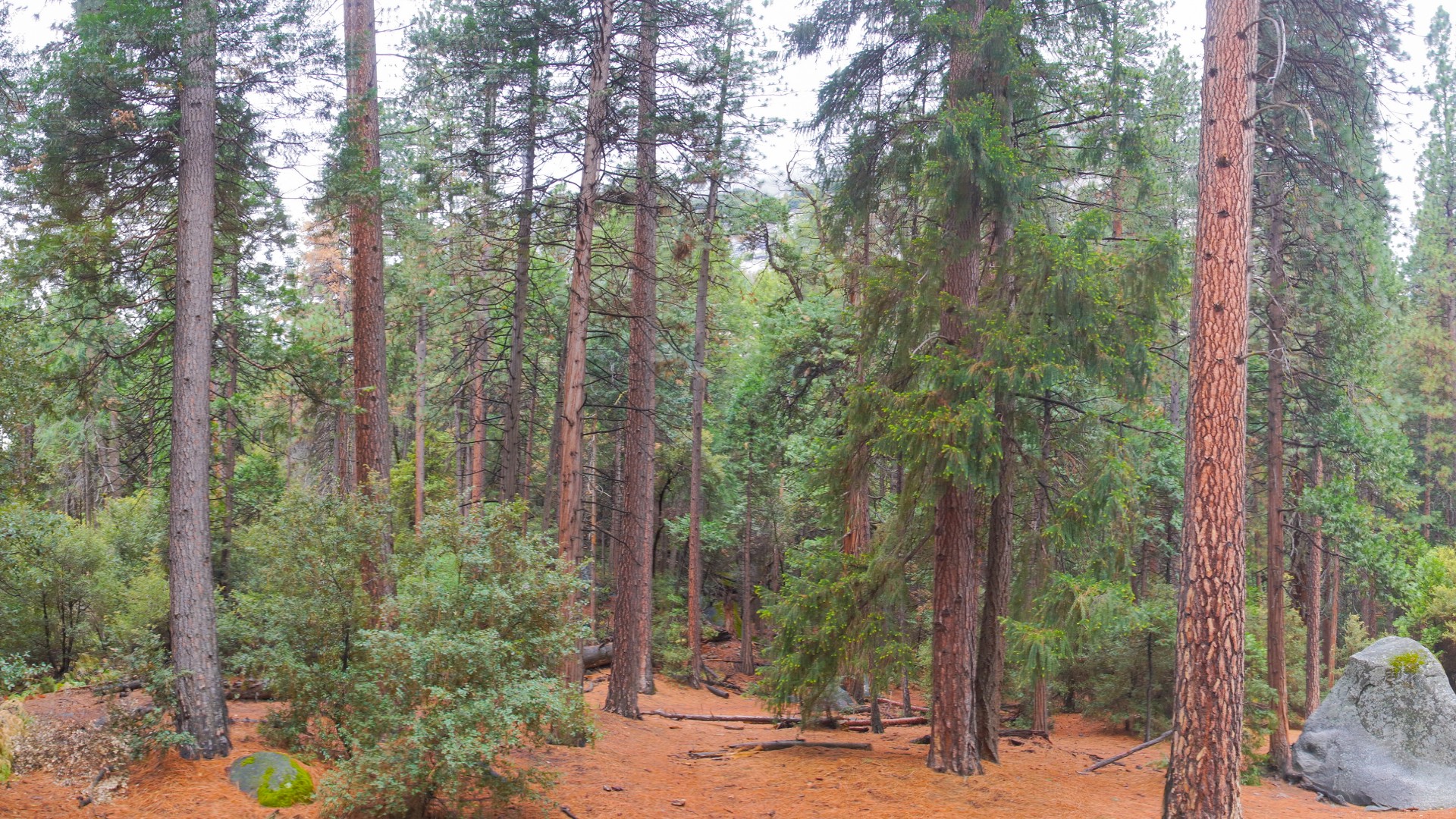 autumn branches coniferous free photo