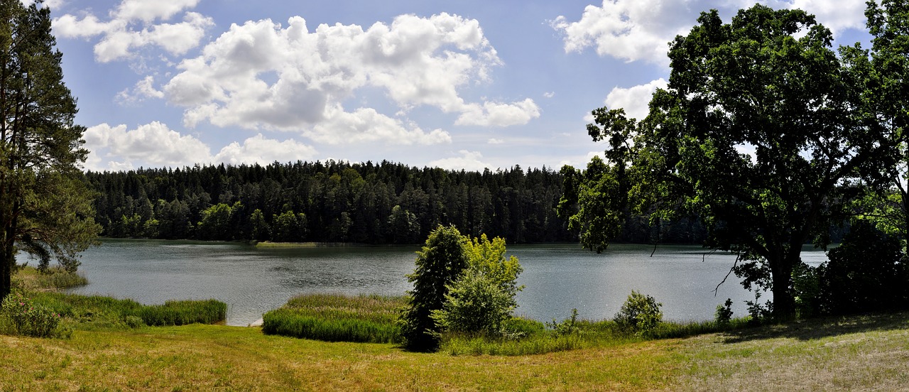 panoramic nature tree free photo