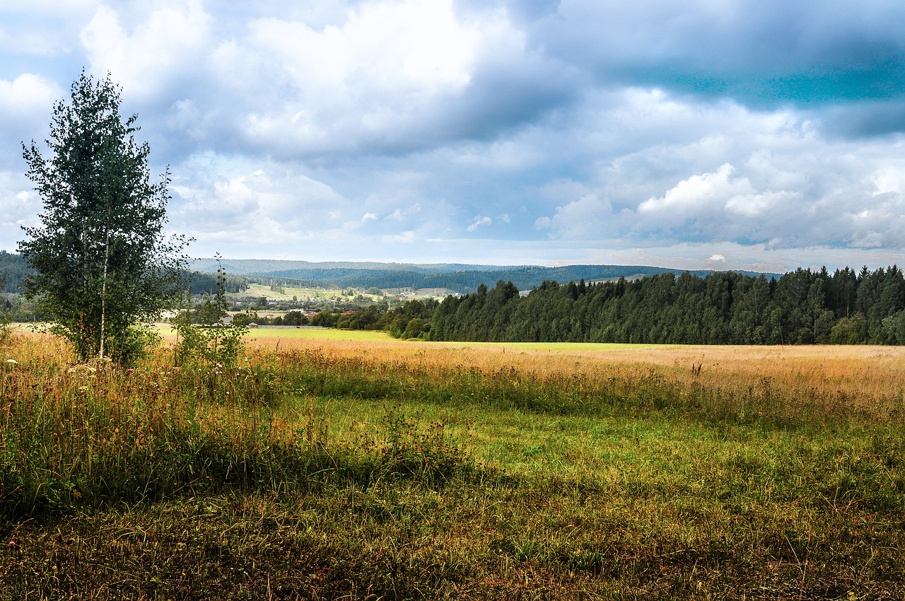 Лес вдали. Панорама поля и леса. Поле и лес панорама. Панорама лес вдалеке. Опушка леса панорама.