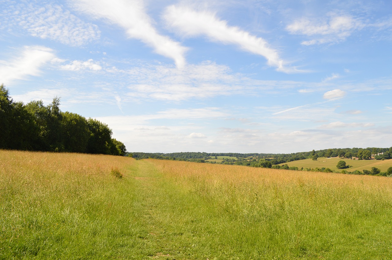 panoramic  grass  nature free photo