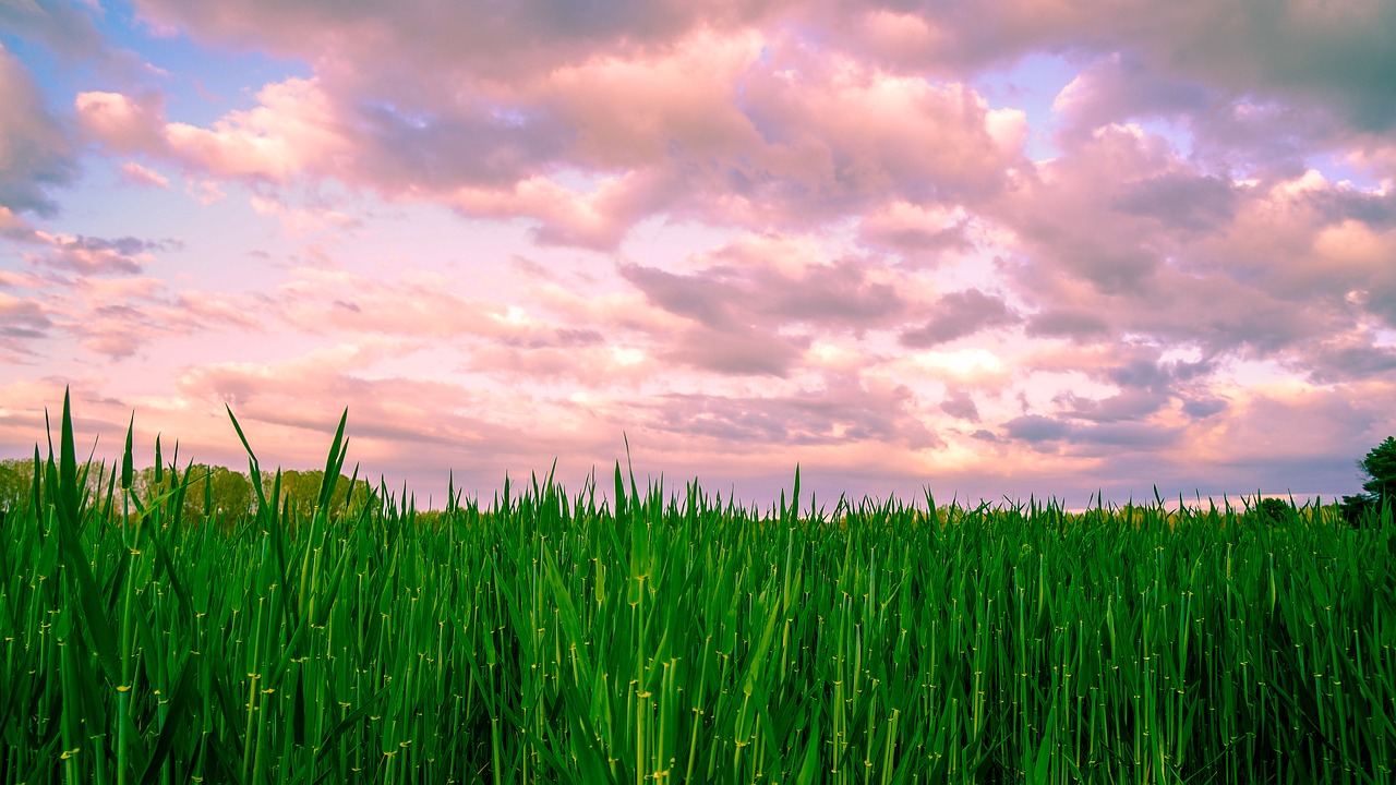 panoramic  dawn  lawn free photo