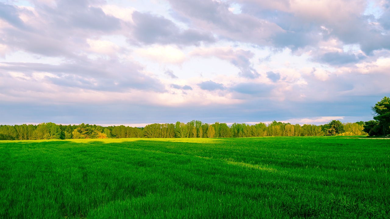 panoramic  lawn  field free photo