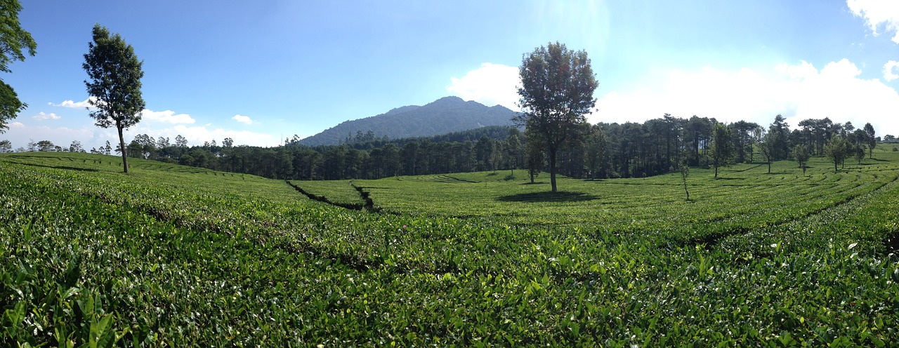 panoramic tea plantation bandung indonesia free photo