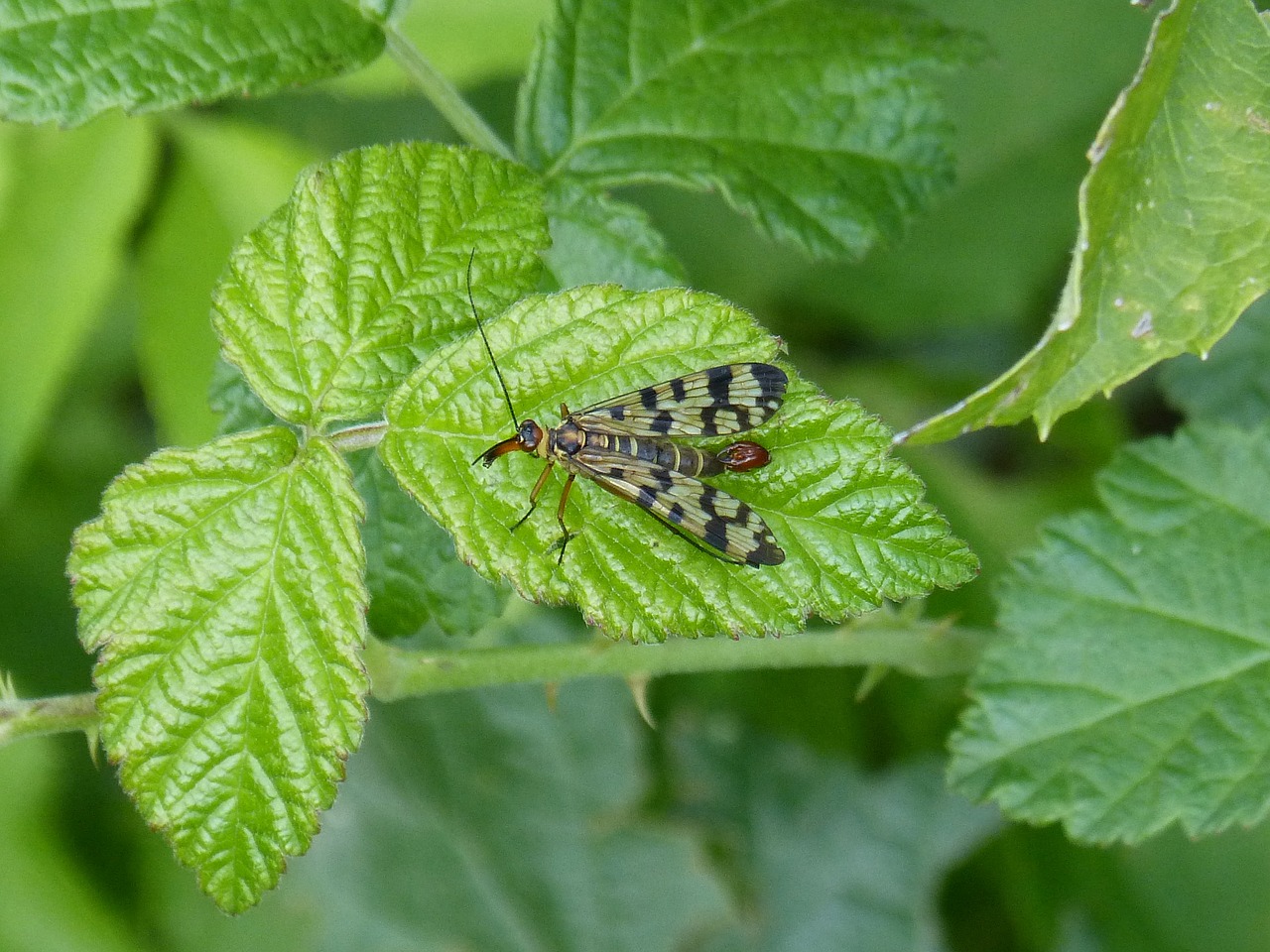 panorpa communis scorpion fly insect free photo