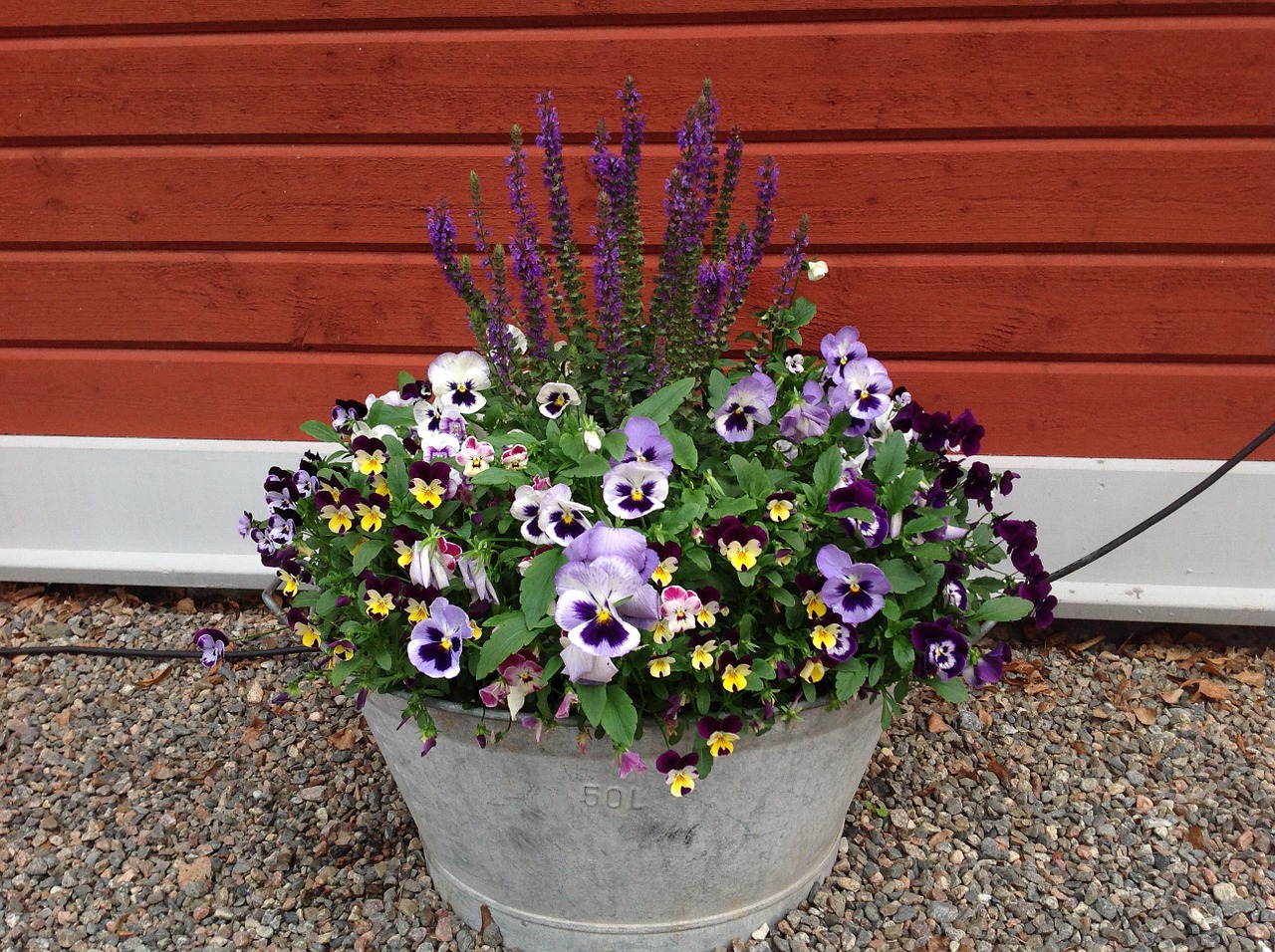 pansies summer country free photo