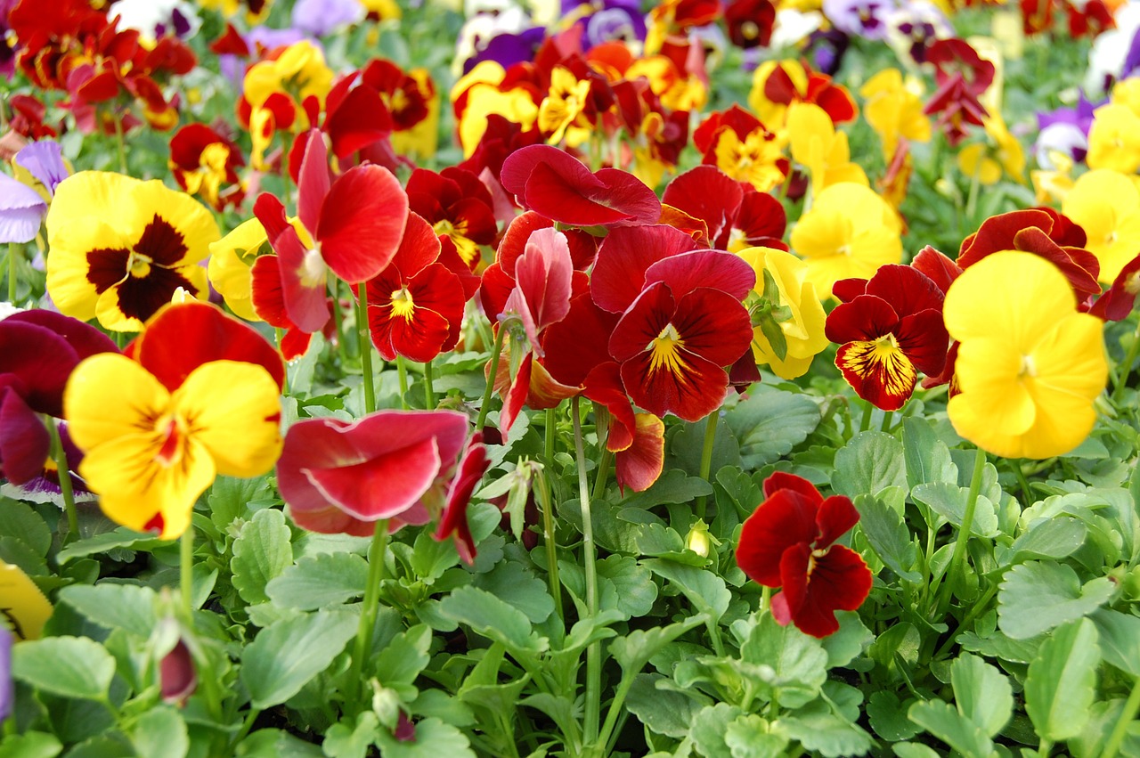 pansies yellow orange free photo