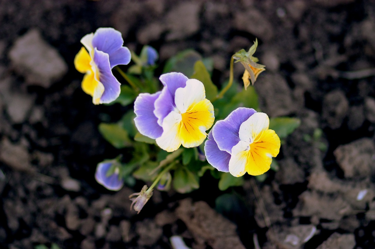 Download free photo of Pansies,yellow,blue,flowers,nature - from