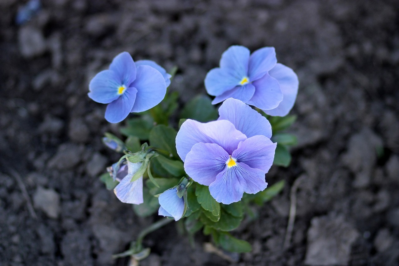 pansies blue flowers free photo