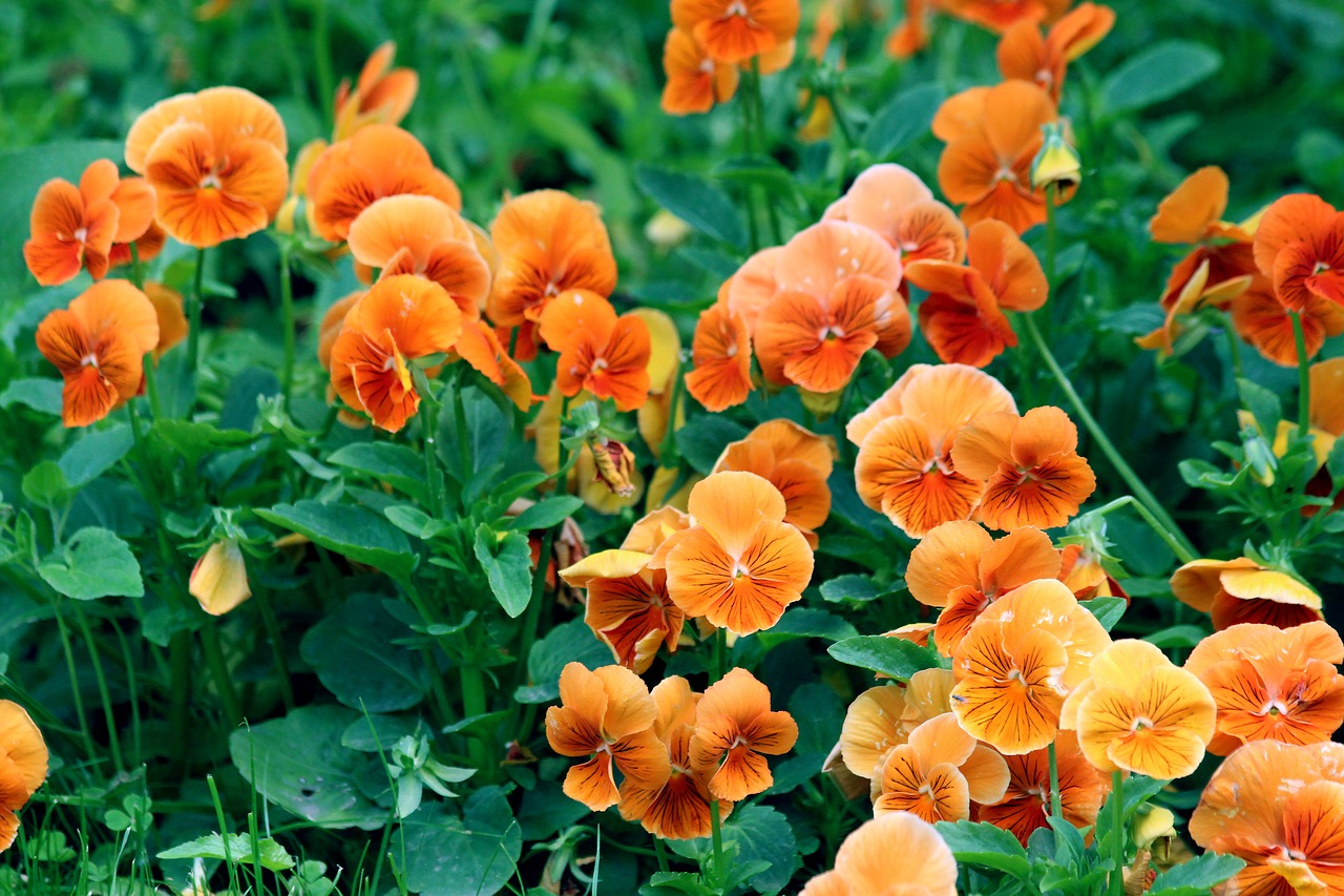 pansies orange violet flowers free photo