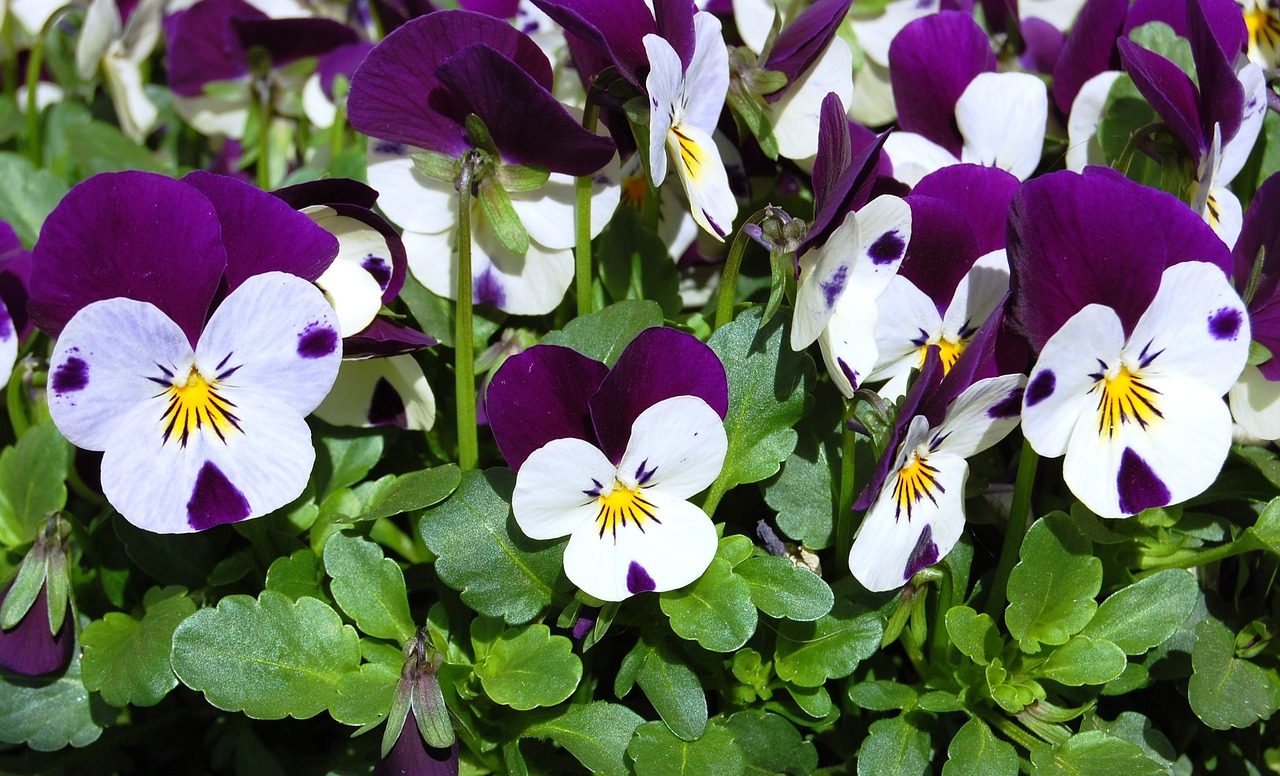 pansies spring flowers free photo