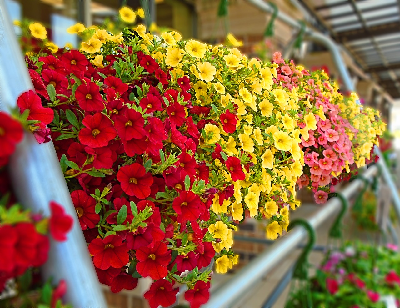 pansies flowers floral free photo