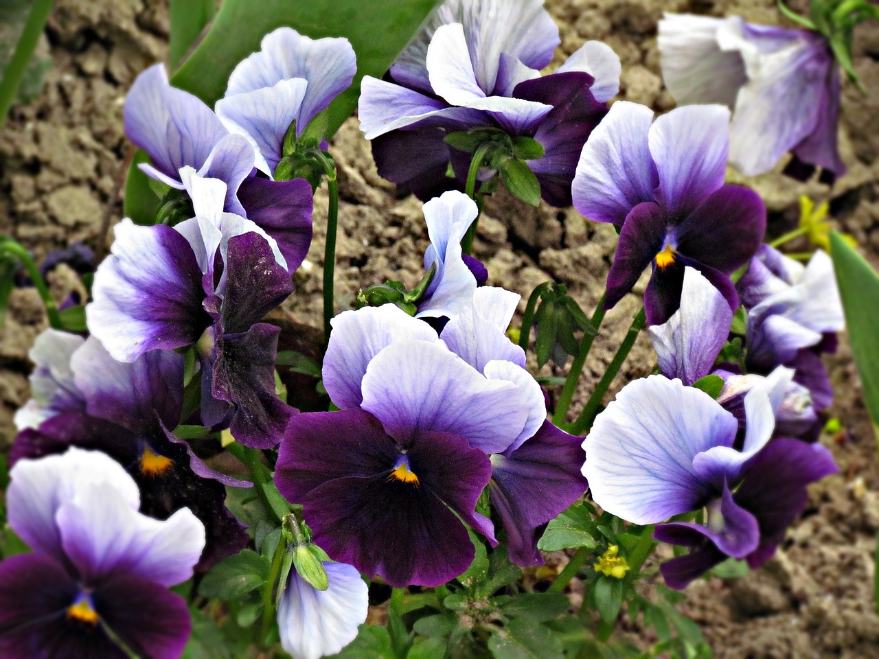 pansies pansy flower free photo