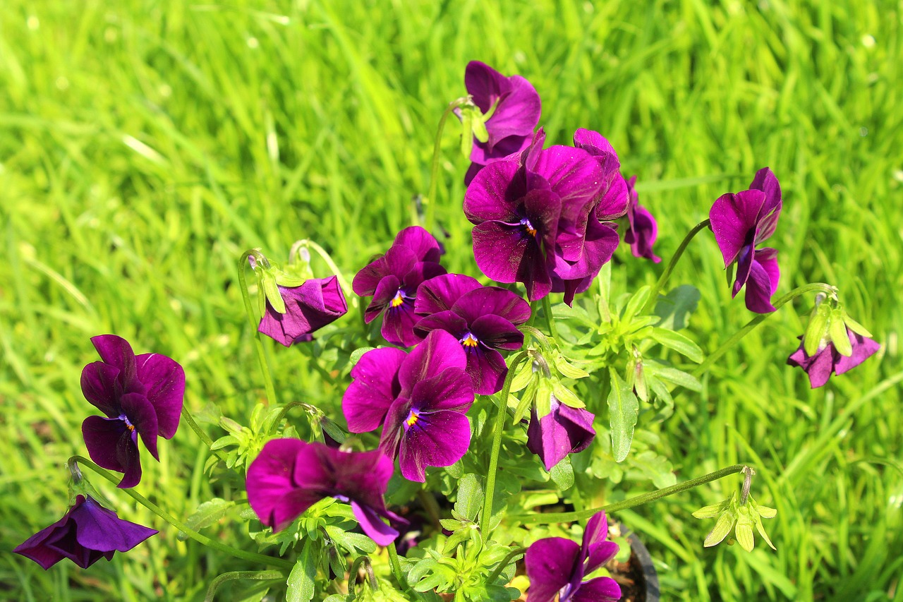 pansies  nature  flower free photo